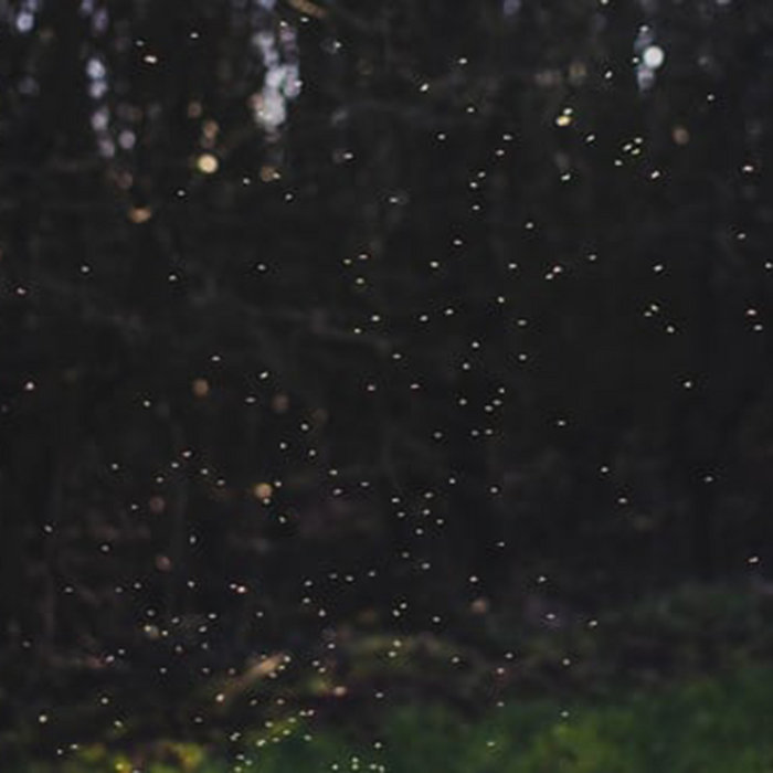 fujitsu – fireflies